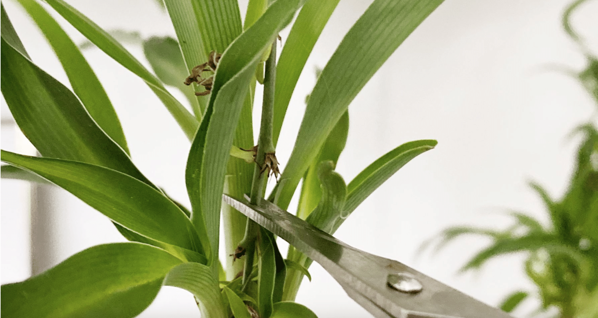 spider plant being snipped by scissors at the node